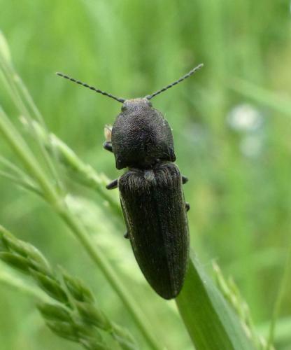 Cidnopus pilosus
